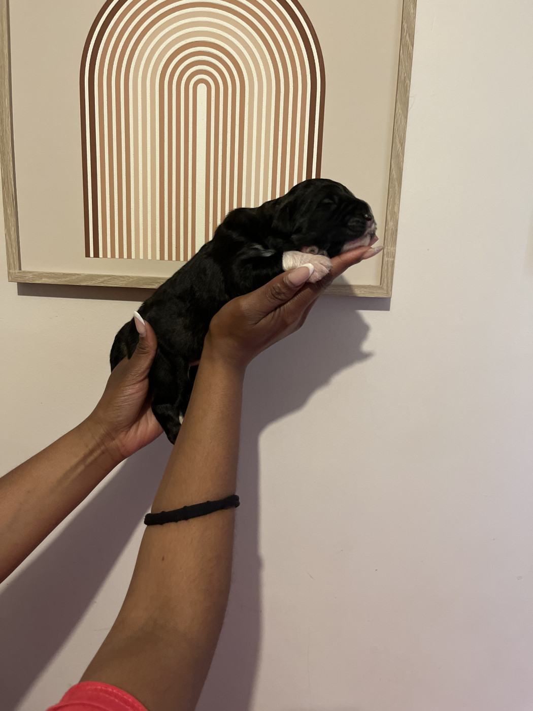 Beauty - Berger du Caucase