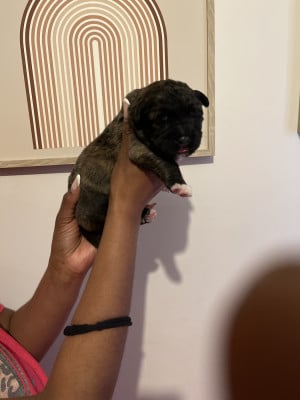 Les chiots de Berger du Caucase