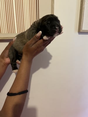 Les chiots de Berger du Caucase