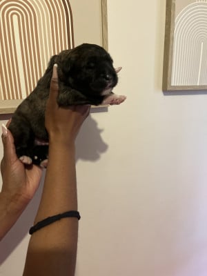 Les chiots de Berger du Caucase