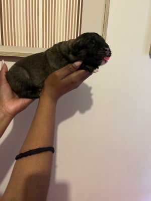 Les chiots de Berger du Caucase