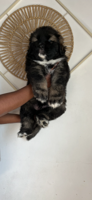 Les chiots de Berger du Caucase