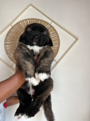 Les chiots de Berger du Caucase