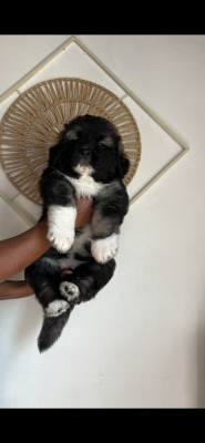 Les chiots de Berger du Caucase