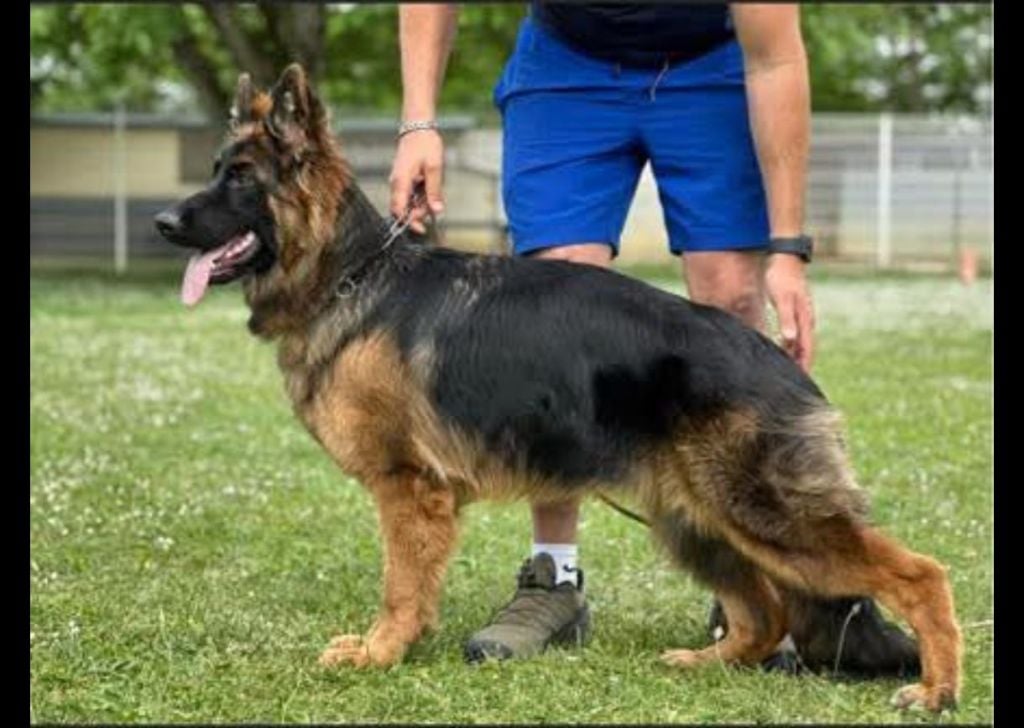 CH. Tara Du Val De La Muance