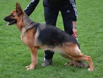 Ulaya du domaine de sanctae crucis