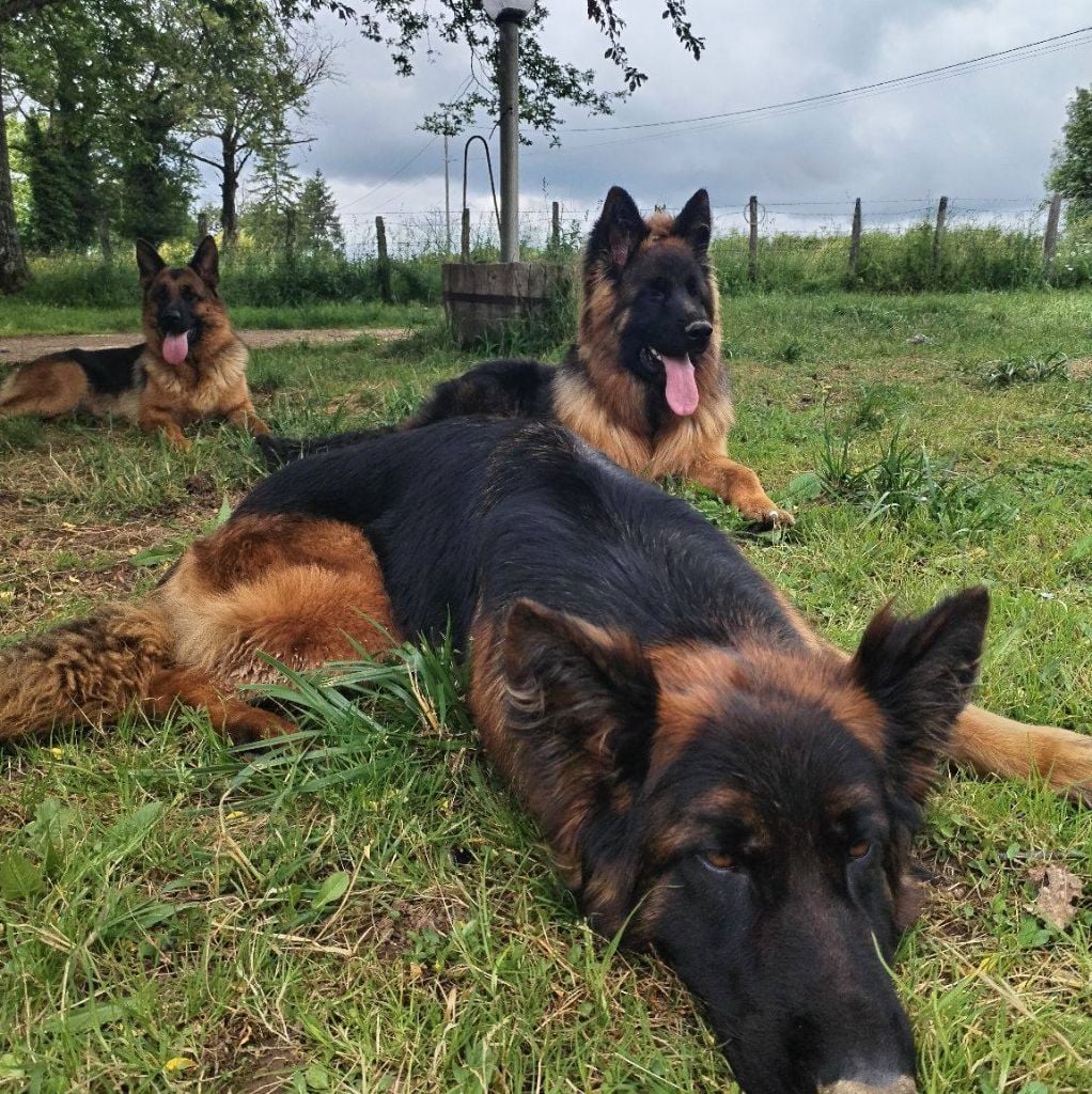 CH. Tara Du Val De La Muance