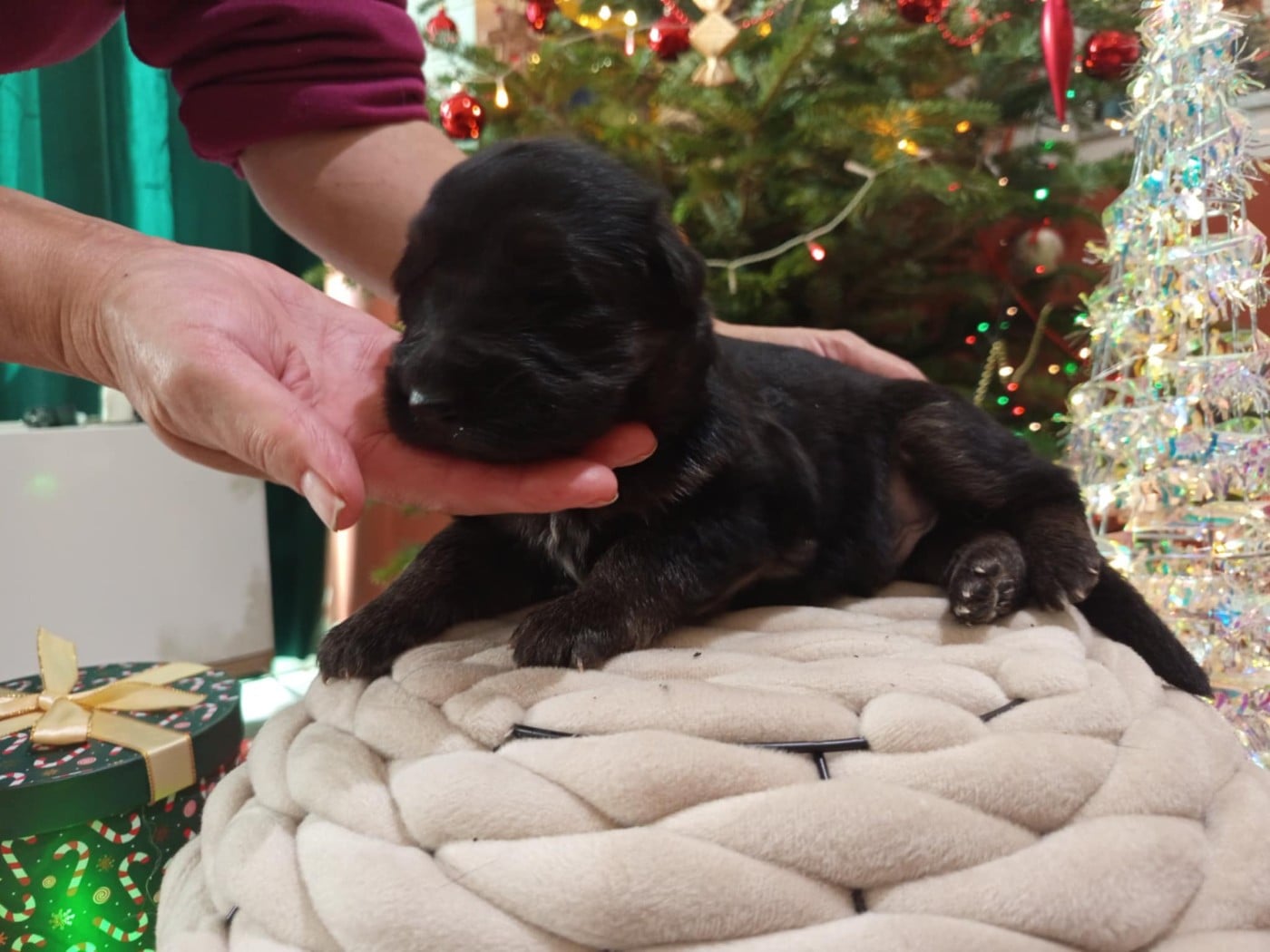 CHIOT 5 - Berger Allemand Poil Long