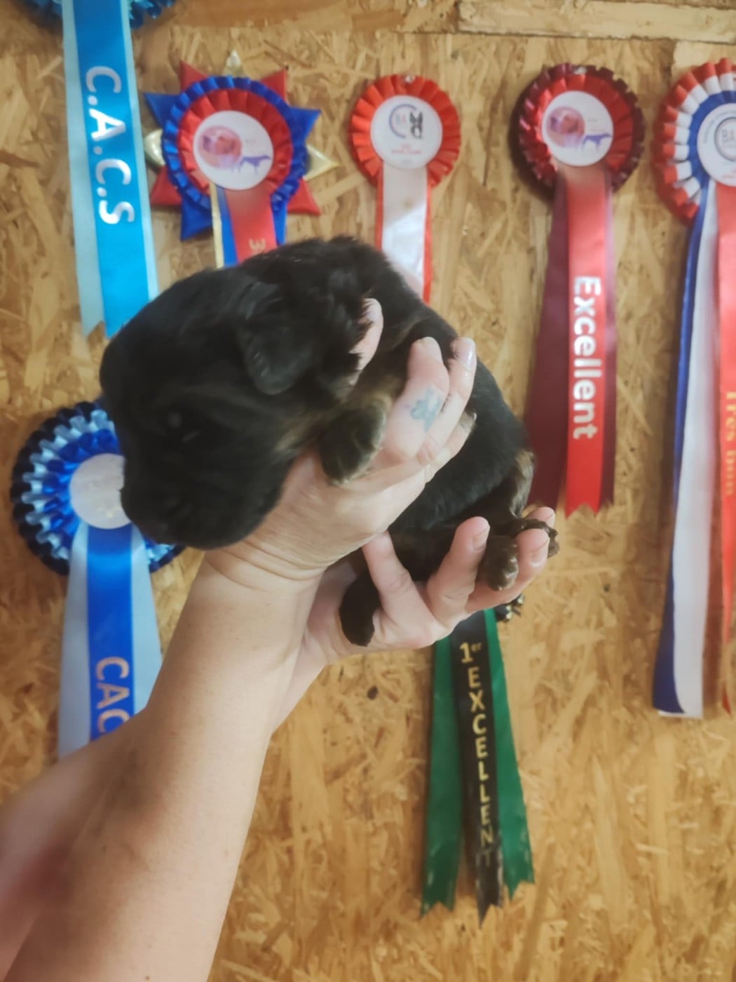 CHIOT 2 - Berger Allemand Poil Long