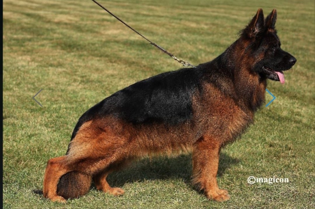 CHIOT 1