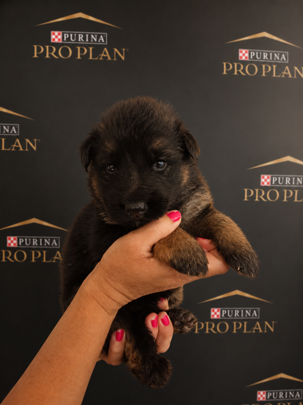 CHIOT 2