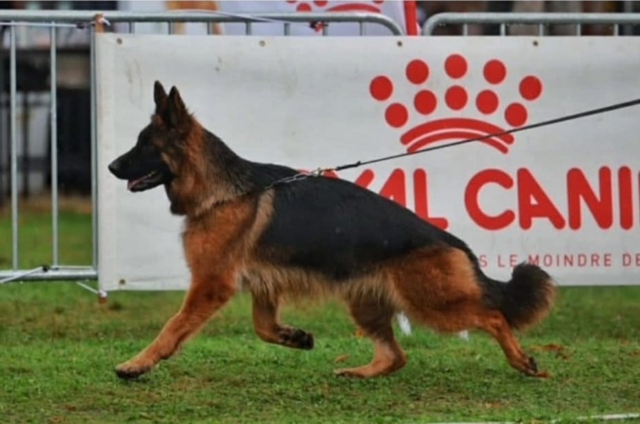 CHIOT 3
