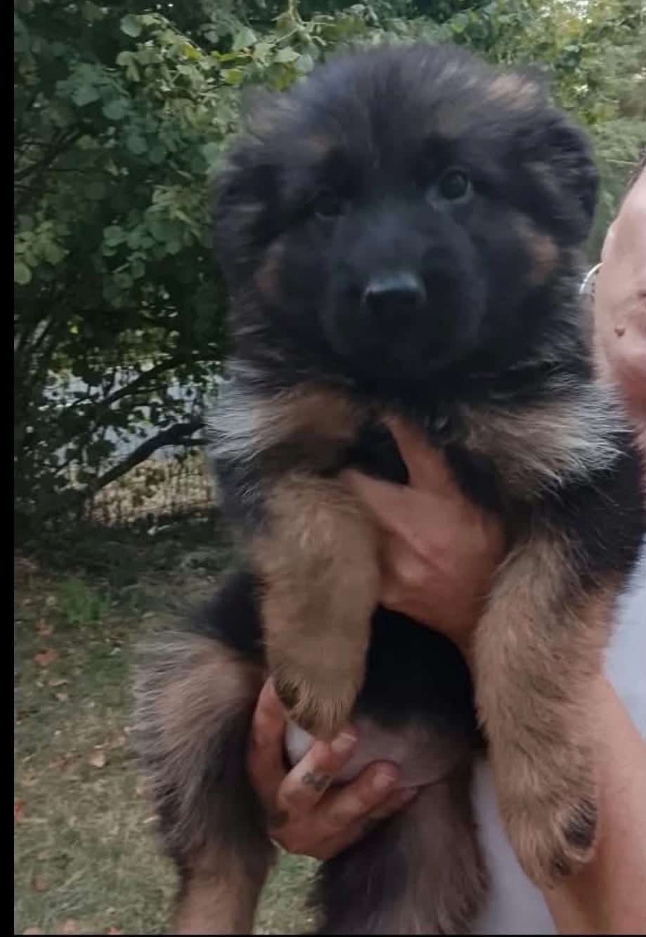 Chiot N°7 - Berger Allemand Poil Long