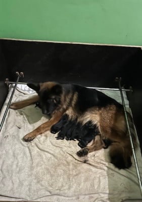 Les chiots de Berger Allemand Poil Long