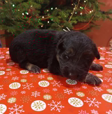 Les chiots de Berger Allemand Poil Long