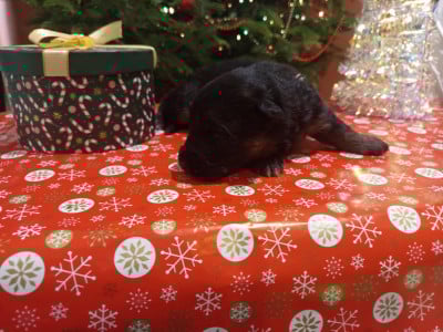 Les chiots de Berger Allemand Poil Long