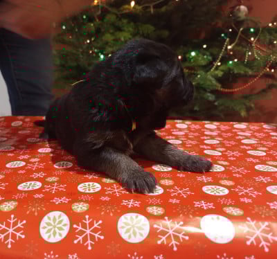 Les chiots de Berger Allemand Poil Long