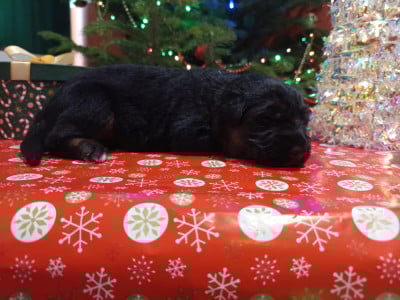 Les chiots de Berger Allemand Poil Long