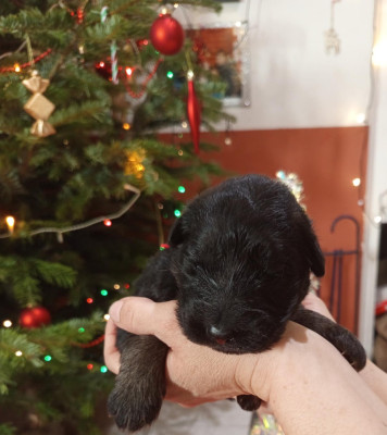 Les chiots de Berger Allemand Poil Long