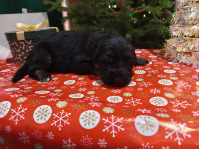Les chiots de Berger Allemand Poil Long