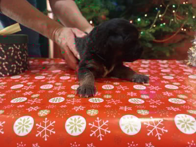 Les chiots de Berger Allemand Poil Long