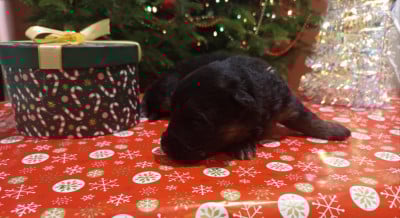 Les chiots de Berger Allemand Poil Long