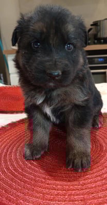 Les chiots de Berger Allemand Poil Long