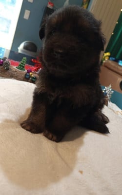 Les chiots de Berger Allemand Poil Long