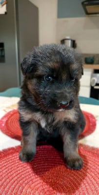 Les chiots de Berger Allemand Poil Long