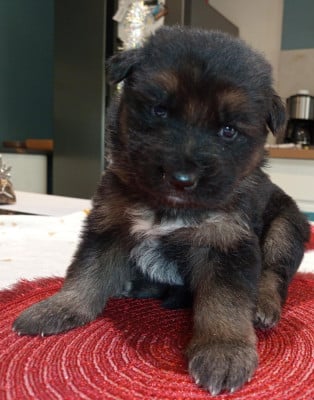 Les chiots de Berger Allemand Poil Long