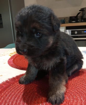 Les chiots de Berger Allemand Poil Long