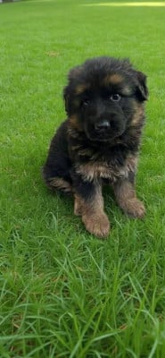 Les chiots de Berger Allemand Poil Long