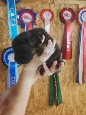 Les chiots de Berger Allemand