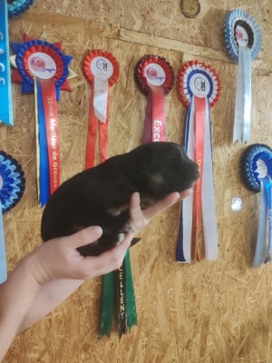 Les chiots de Berger Allemand