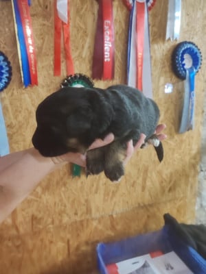 Les chiots de Berger Allemand