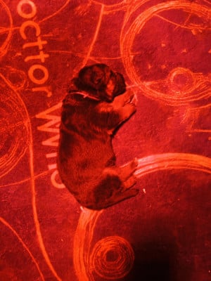 Les chiots de Berger Allemand