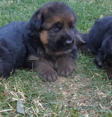 Les chiots de Berger Allemand