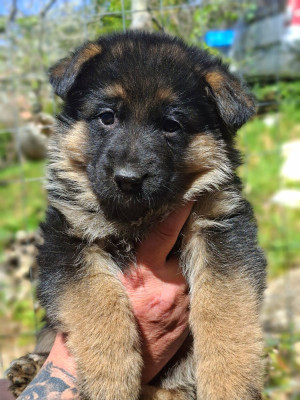Les chiots de Berger Allemand