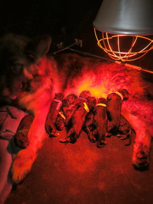 Les chiots de Berger Allemand Poil Long