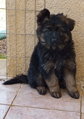 Les chiots de Berger Allemand Poil Long
