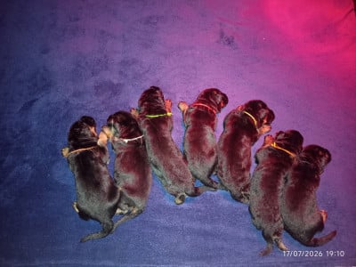 Chiot N°10 - Berger Allemand Poil Long