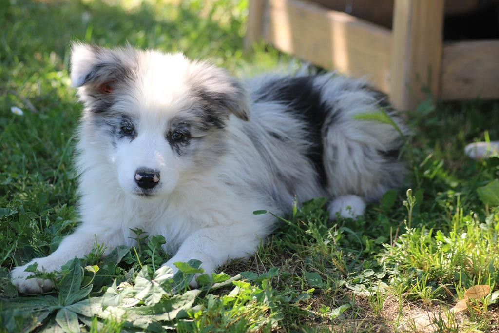 BANDIT
