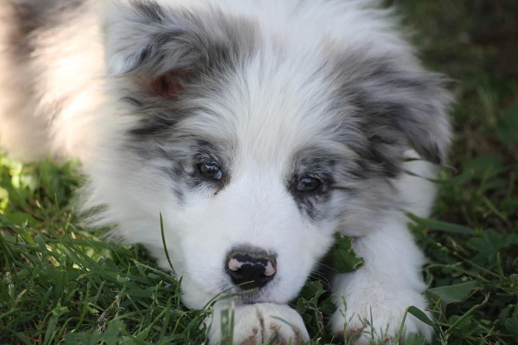 BANDIT