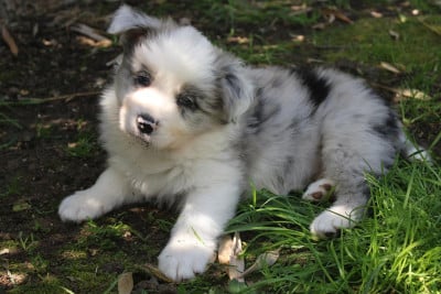 Les chiots de Border Collie