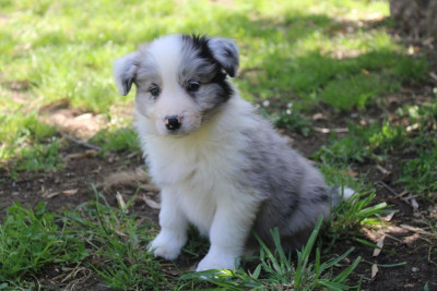 Les chiots de Border Collie