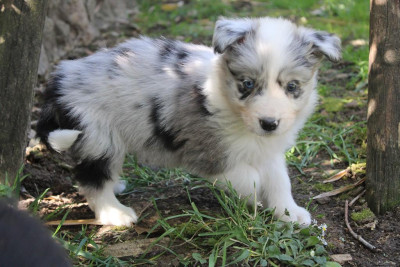 Les chiots de Border Collie