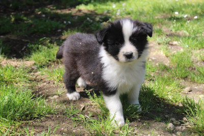 Les chiots de Border Collie