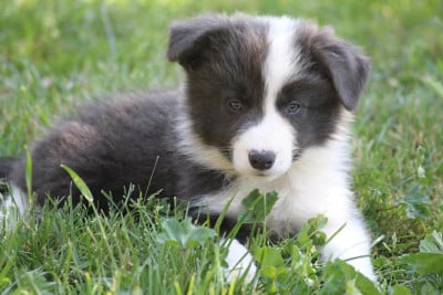 BOSTON - Border Collie