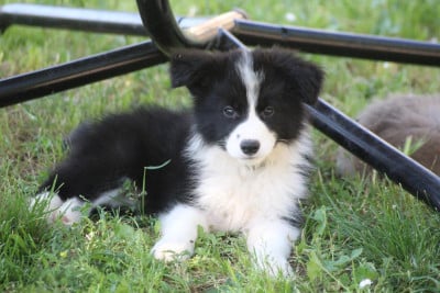 BENJI - Border Collie