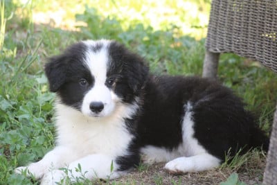 BLACK - Border Collie